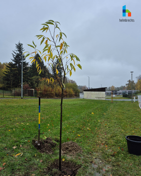 Esskastanie als Ergebnis der Baumpflanz-Challenge Ein frisch gepflanzter Esskastanien-Baum auf einer Grünflache bei regnerischem Herbstwetter. Grundlage hierfür war die Baumpflanz-Challenge auf Social Media.