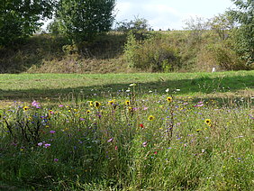 Blühwiese Zufahrt Naturfreibad Wasserfloh Bunte Blühwiese mit verschiedenen Pflanzen auf einer Grünfläche