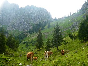 Landschaftsbild in den Bergen, mit einer grünen Wiese, auf der vier Kühe grasen und sich im hinteren Bildabschnitt ein Berg in die Höhe ragt. 