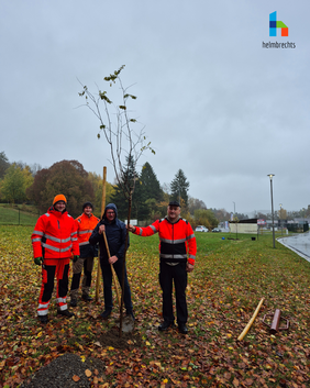 Baumpflanz-Challenge  Bei regnerischem Herbstwetter steht Bürgermeister Pöhlmann mit zwei Baubetriebshofmitarbeitern und dessen Leiter vor einem gepflanzten Baum, einer Robinie. Grundlage hierfür ist die Baumpflanz-Challenge auf Social Media.