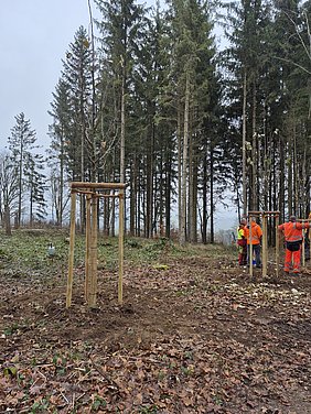 Waldlichtung mit neu gepflanzten Bäumen