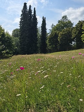 Blühwiese Kirchberg Bunte Blühwiese mit verschiedenen Pflanzen auf einer Grünfläche