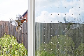 Ein Rotkehlchen steht in der Luft vor einer mit Punkten bearbeiteten Scheibe, die ihn davor bewahren, dagegen zu fliegen.