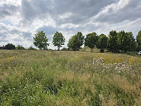 Blühwiese Weinberg Bunte Blühwiese mit verschiedenen Pflanzen auf einer Grünfläche