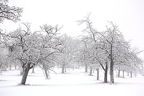 Einige Bäume in Reihen einer Streuobstwiese voller Schnee im Winter