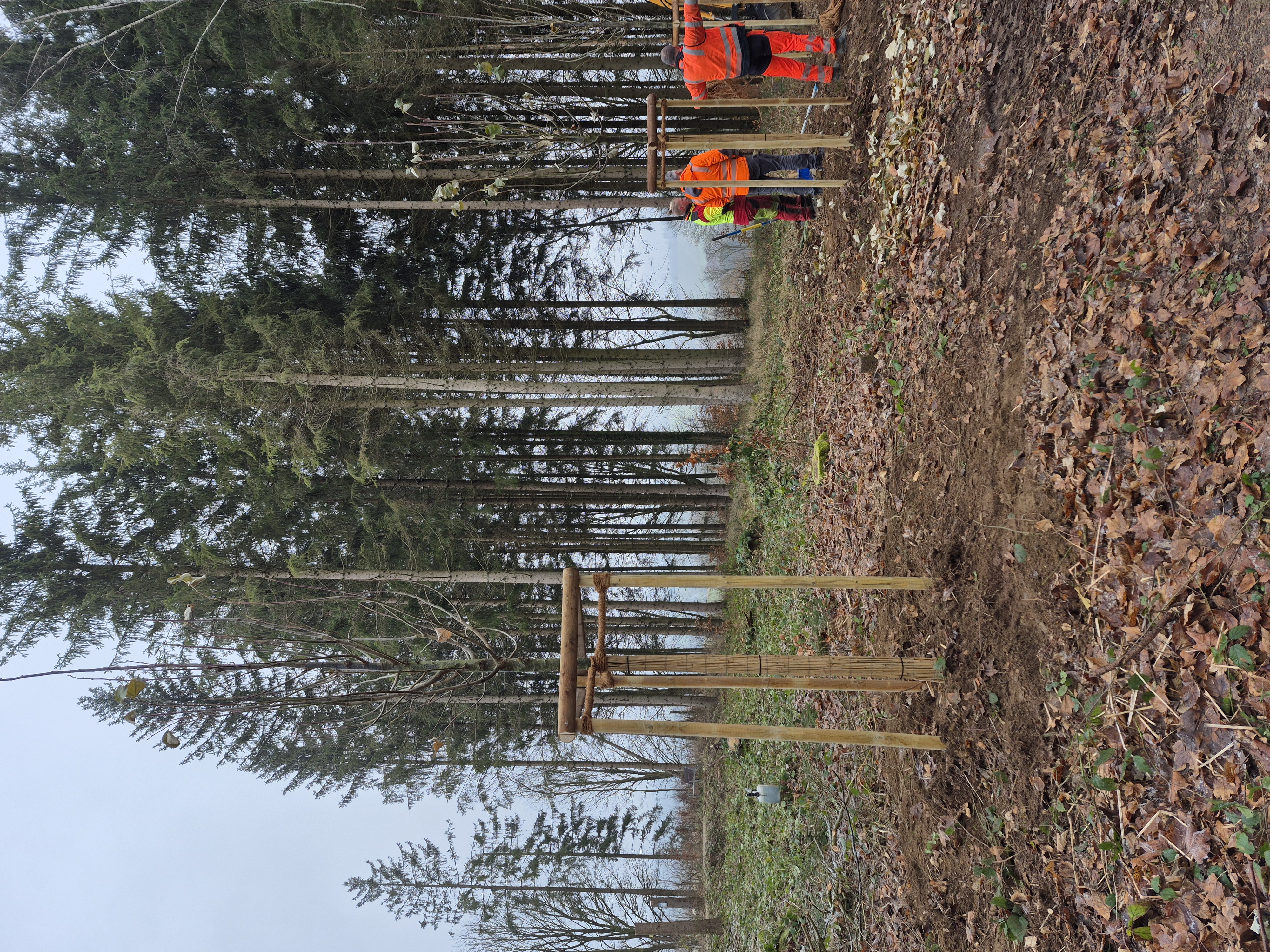 Waldlichtung mit neu gepflanzten Bäumen