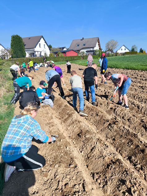 Ein Feld nahe eines Wohngebietes, auf dem zahlreiche Schülerinnen und Schüler Samen aussäen und Setzlinge stecken. Der Himmel ist blau und wolkenfrei.