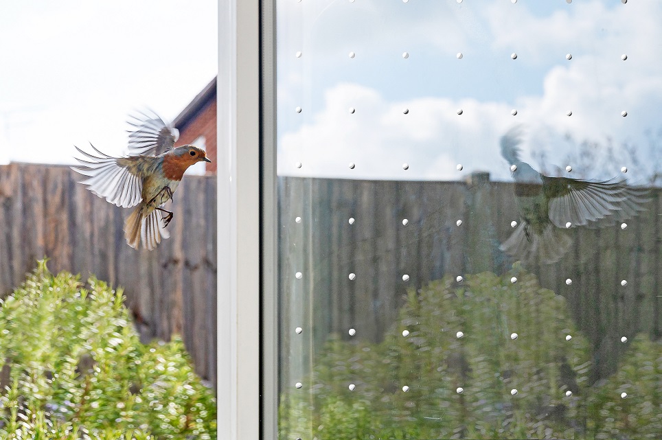 Ein Rotkehlchen steht in der Luft vor einer mit Punkten bearbeiteten Scheibe, die ihn davor bewahren, dagegen zu fliegen.